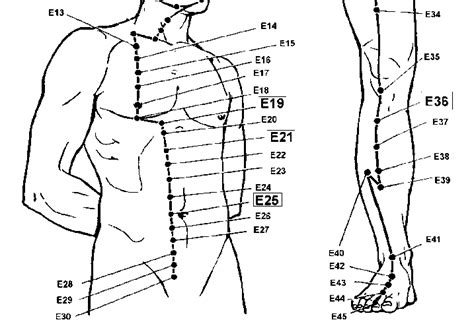 The Location Of Selected Points On The Stomachs Meridian Download