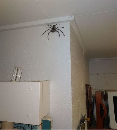 Social Media Users Shocked At Australian Mans Massive Huntsman Spider