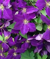Clematis Climbing Pictures