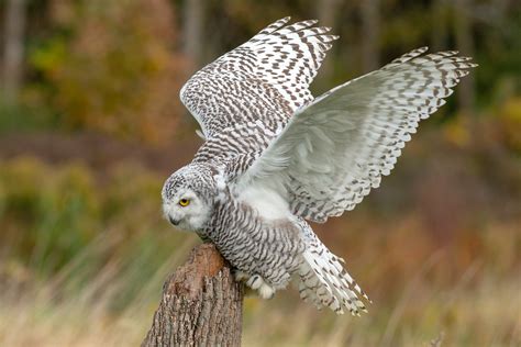 Snowy Owl Returns To Ohio For Winter Scioto Post
