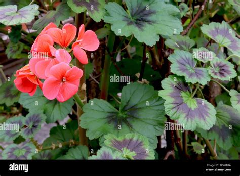 Pelargonium Zonale Tiefer Lachs Fotos Und Bildmaterial In Hoher