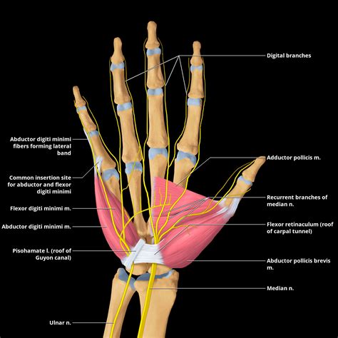 Median Nerve Hand