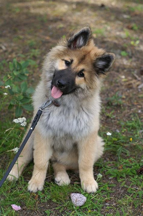 Eurasier Puppy Harahills Kamomilla Cute Dogs Breeds Cute Dogs