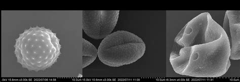 Physical Characteristics Of Pollen Measured Using An Sem Microscope
