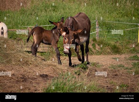 Donkey Mom And Baby Stock Photo Alamy