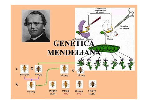 Calaméo 2º Bac Ampliacion Presentacion T 14 Genetica Mendeliana