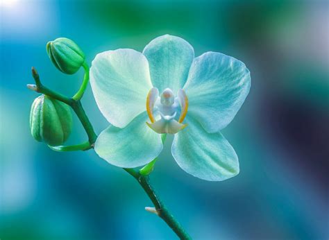 Light Blue Orchid 4k Ultra Hd Wallpaper Hintergrund 3910x2856 Id