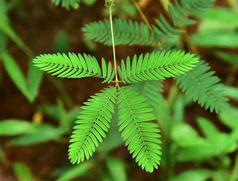 Mimosa Pudica Guide How To Grow And Care For Sensitive Plant