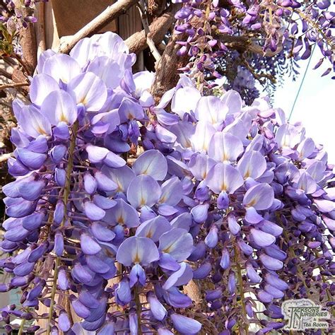 Almost identical to its japanese counterpart, except vines turn counterclockwise. Buy Wisteria sinensis Prolific (Chinese wisteria 'Prolific ...