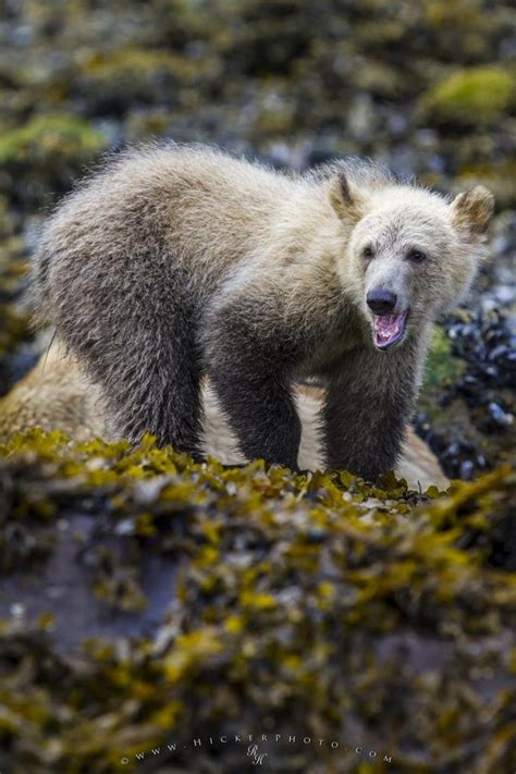 Grizzly Bear Cub Feasting On Beach Photo Information