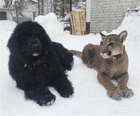 35 Adorable Newfoundland Photos That Prove These Dogs Are Giant Teddy