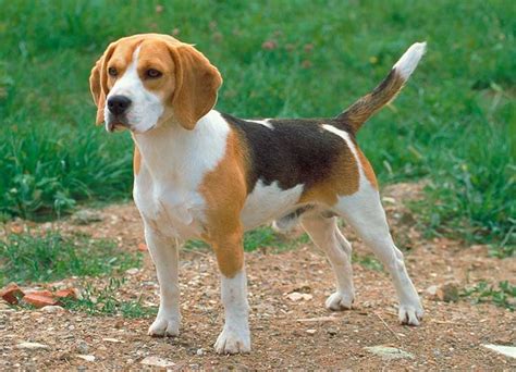 Beagle Dog Breed Profile Your Dog