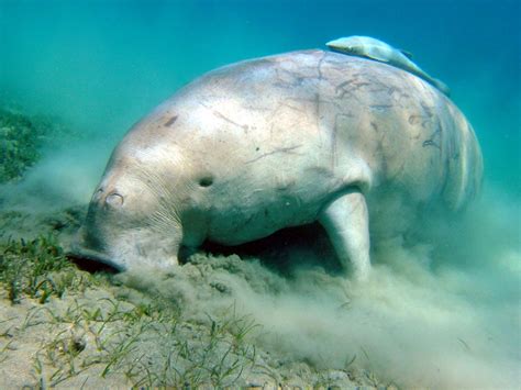 Seekuh Dugong Foto And Bild Tiere Wildlife Fische Bilder Auf