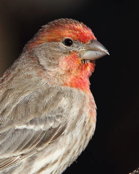 House Finch Haemorhous Mexicanus Photographed At My Home Flickr