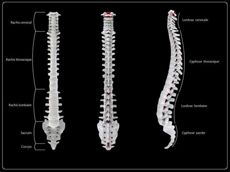 Spine Anatomy The Anatomy Of The Spine Explained