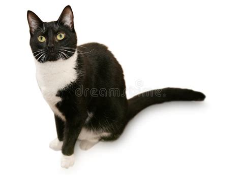 Beautiful Tuxedo Cat Stock Image Image Of Look Whiskers 842503