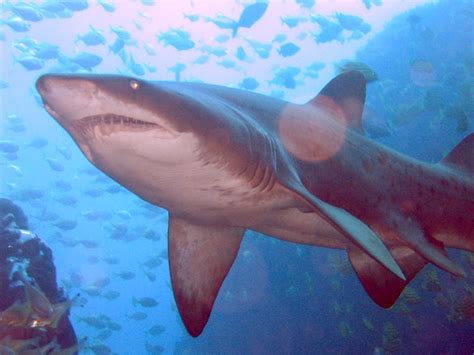 Filegrey Nurse Shark At Fish Rock Cave Nsw Wikipedia