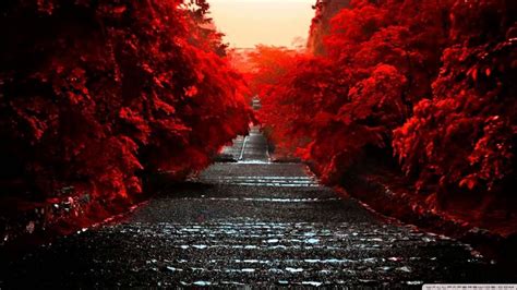 Path Red Trees Nature Photography Wallpaper Nature And Landscape