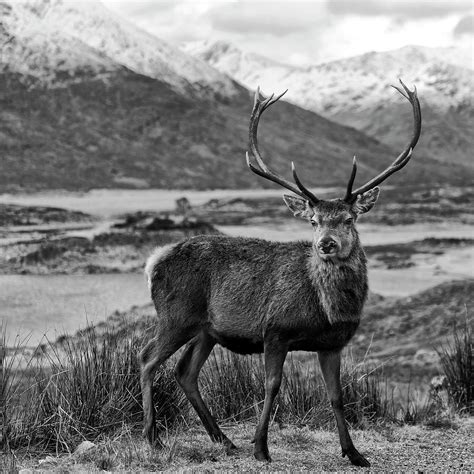 Red Deer Stag In Highland Scotland Photograph By Derek Beattie Fine