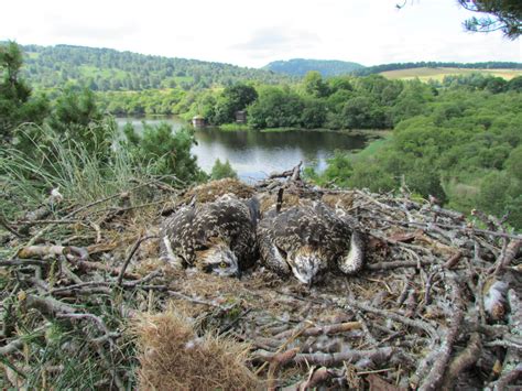 Ospreys Chicks Ringed 2018 Scottish Wildlife Trust