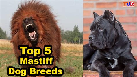 Top 5 Mastiff Dog Breeds Best From Dog Types Tuc Youtube
