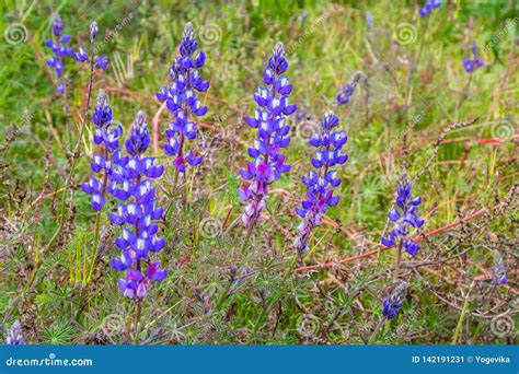 Wild Lupine Flowers Lupinus Perennis Blooming In A Meadow Stock