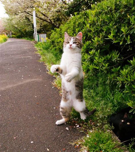 25 Perfectly Timed Cat Photos