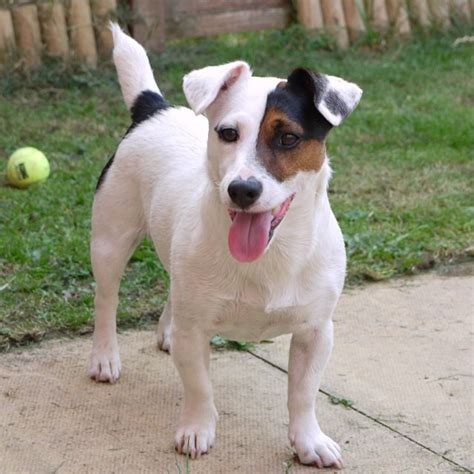 Types Of Jack Russell Photos All Recommendation