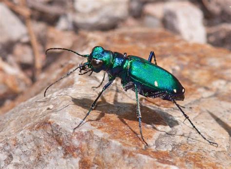 10 Predatory Insects To Avoid At All Costs