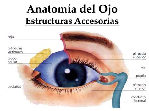 Estructura Ojo Vista Frontal Iván Cuervo Ojos Pinterest