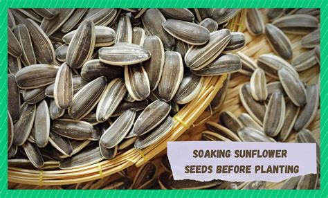 soaking sunflower seeds before planting explained farmer grows