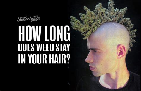 This often happens with hair systems designed using long hair. How Long Does Weed Stay In Your Hair? - Stoner Things