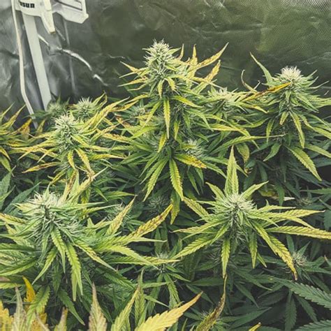 Cannabis Flowering Week By Week The Guide By Royal Queen Seeds Rqs Blog