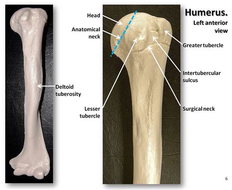Humerus Anterior View With Labels Appendicular Skeleton Flickr