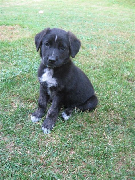 Chocolate Lab Shepherd Mix Puppies Pin On Miscellaneous Must Haves