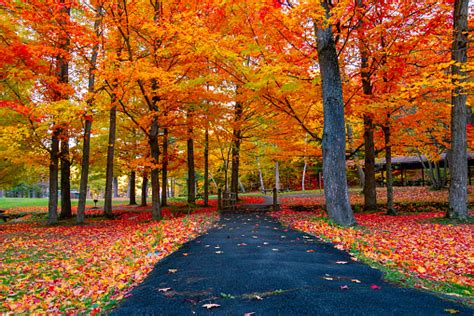 Beautiful Fall Foliage In The Northeast Usa Stock Photo Download