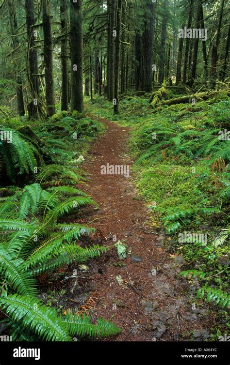 Lewis River Trail In The Ford Pinchot National Forest Cascade