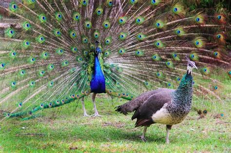 Peahen Vs Peacock What Are The Differences Online Field Guide
