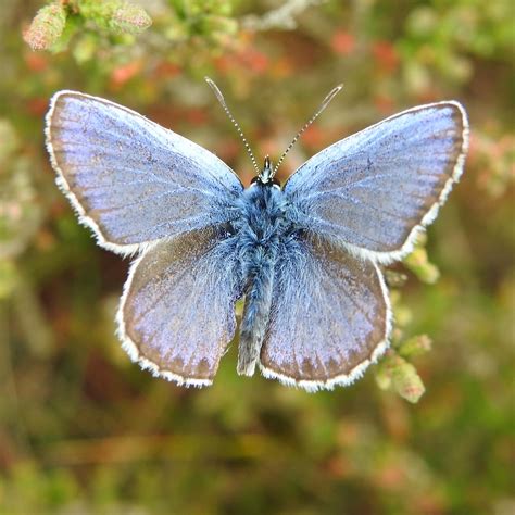 Out4aduck A Record Of My Birding Year Silver Studded Blue Becomes My