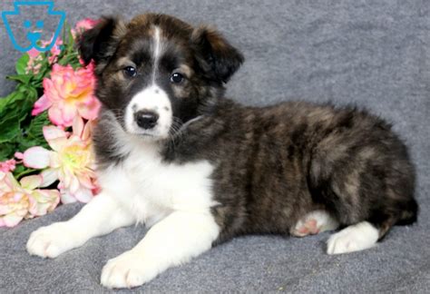 Paige Border Collie Mix Puppy For Sale Keystone Puppies