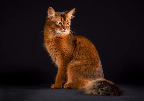 Abyssinian Cat Hair Cat And Dog Lovers