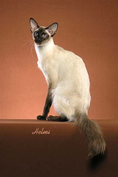 ~ Seal Point Balinese Cat ~ Balinese Cat Siamese Cats Cats