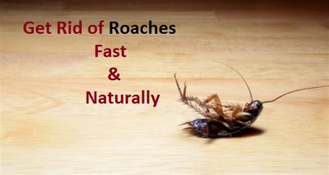 In this video, i tell the best home remedies to get rid of cockroaches permanently. How to Get Rid of Roaches Fast?