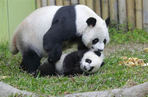 Chinas Wild Panda Population Increased Dailynews