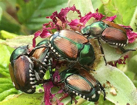 Japanese Beetles What Do I Do Now That My Plants Looks Like Swiss