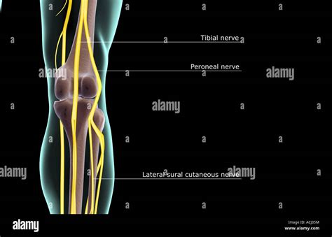 Tibial Nerve Hi Res Stock Photography And Images Alamy