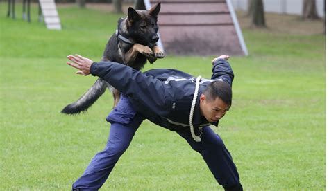 New Puppy Recruits To Join Hong Kong Police Dog Unit Amid Looming