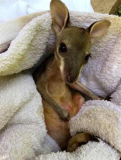 Caring For Baby Joey Kangaroo A Future We Want