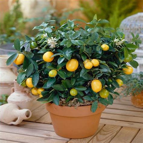 Multiple Varieties Dwarf Lemon Tree Seeds — Jack Seeds