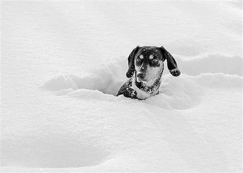 16 Pups Who Are Dachshund Through The Snow Barkpost